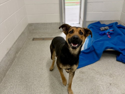 ANDREA, an adoptable German Shepherd Dog in Fort Collins, CO