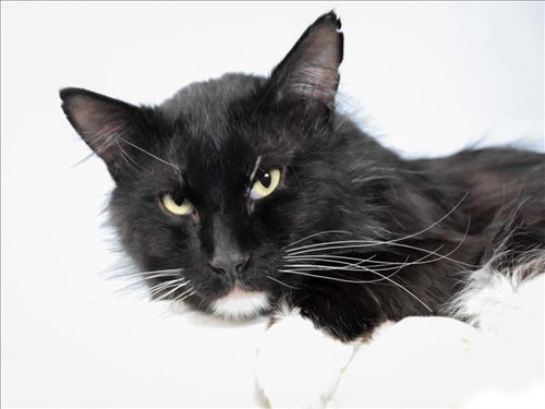 MILO, an adoptable Domestic Short Hair in Fort Collins, CO