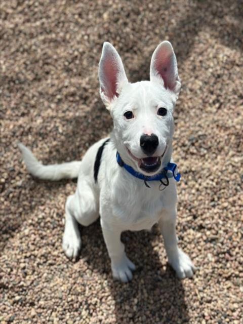 HAYES, an adoptable Pit Bull Terrier in Fort Collins, CO