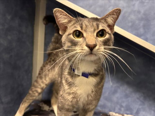 JUANITO, an adoptable Domestic Short Hair in Fort Collins, CO