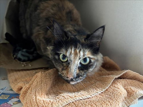 MAYA, an adoptable Domestic Medium Hair in Fort Collins, CO