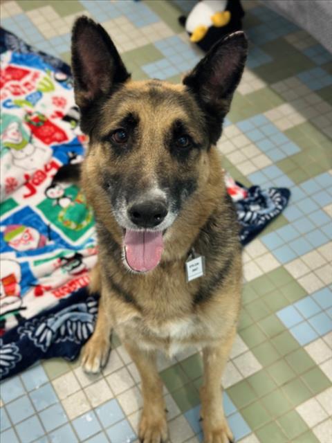 DAISY, an adoptable German Shepherd Dog in Fort Collins, CO