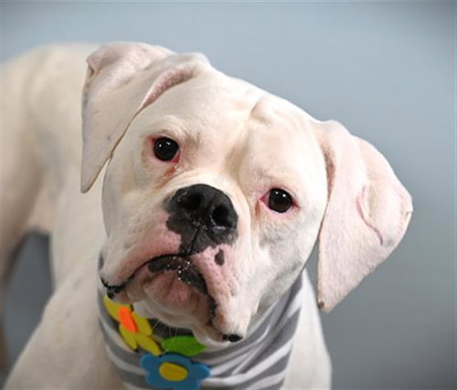 ROSIE, an adoptable American Bulldog in Fort Collins, CO