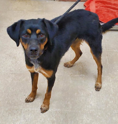 ZAYDA, an adoptable Rottweiler in Fort Collins, CO