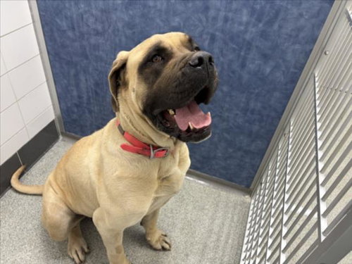 MARTHA, an adoptable Mastiff in Fort Collins, CO