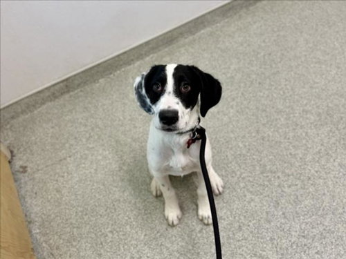 MILLY, an adoptable German Shorthaired Pointer in Fort Collins, CO