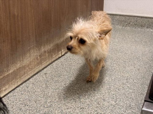 GIZMO, an adoptable Chihuahua in Fort Collins, CO