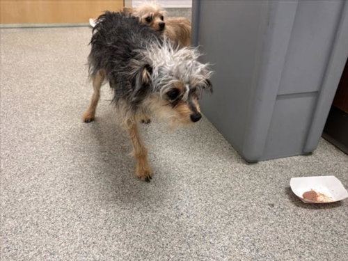 GADGET, an adoptable Yorkshire Terrier Yorkie in Fort Collins, CO