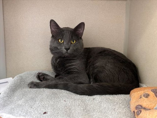 SLATE, an adoptable Domestic Short Hair in Fort Collins, CO