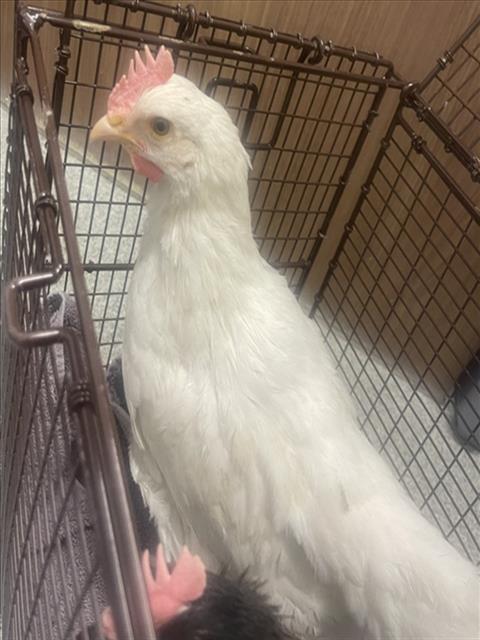 PEEP