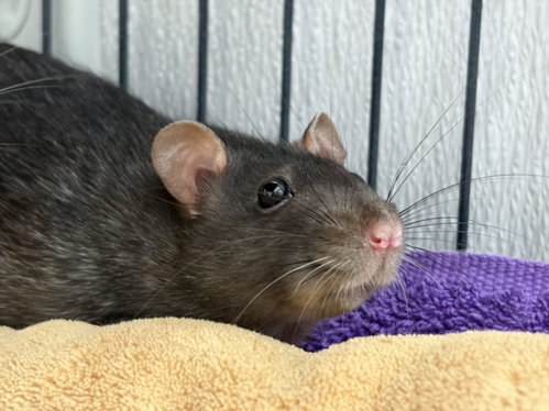 MAC