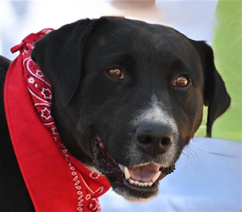 MAX, an adoptable Australian Cattle Dog in Fort Collins, CO