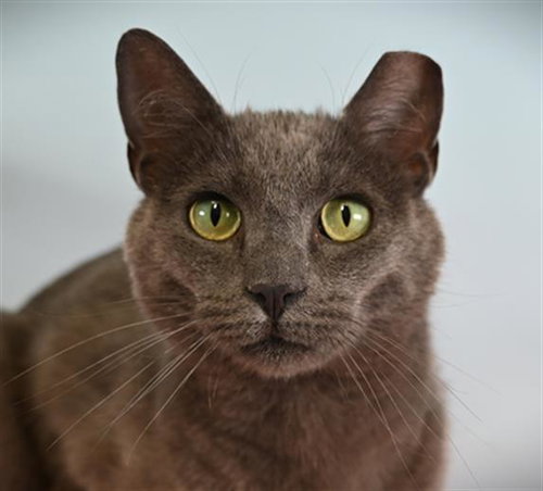 VESUVIUS, Adult Domestic Long Hair (medium coat), cat for adoption in Arvada, Colorado