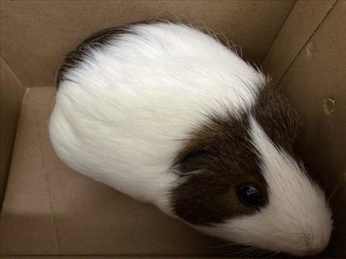 PETUNIA