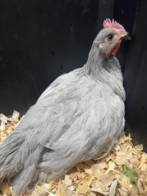 LOUIE
