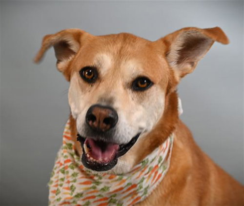 CHICA, an adoptable Labrador Retriever in Fort Collins, CO