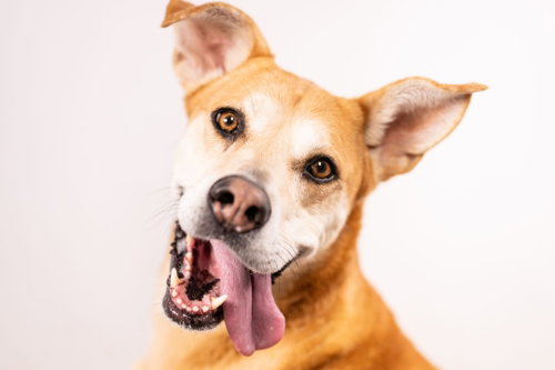 CHICA, an adoptable Labrador Retriever in Fort Collins, CO
