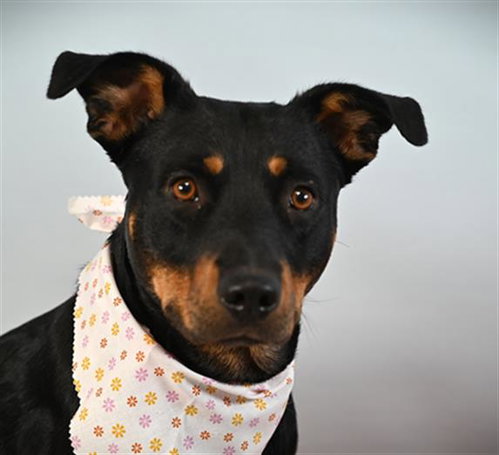 SWEET PEA, an adoptable Rottweiler in Fort Collins, CO