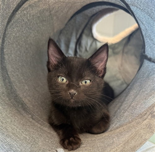 SKY, Baby Domestic Short Hair (medium coat), cat for adoption in Longmont, Colorado