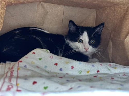MISS K, Baby Domestic Short Hair (medium coat), cat for adoption in Longmont, Colorado