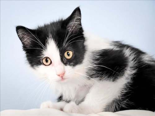 MISS K, Baby Domestic Short Hair (medium coat), cat for adoption in Greeley, Colorado