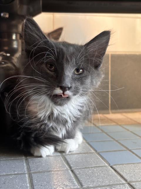 TITAN, Baby Domestic Long Hair (medium coat), cat for adoption in Longmont, Colorado