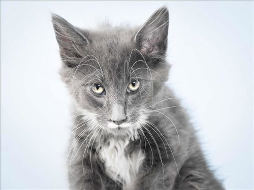 TITAN, Baby Domestic Long Hair (medium coat), cat for adoption in Northglenn, Colorado