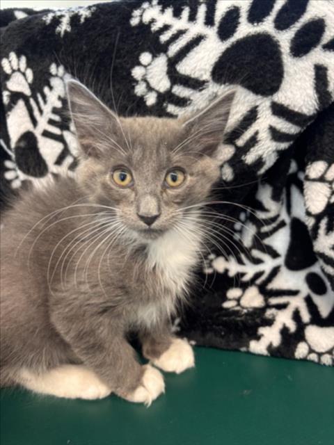 TRITON, Baby Domestic Long Hair (medium coat), cat for adoption in Longmont, Colorado