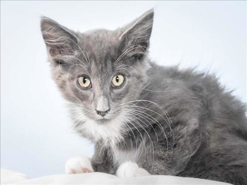 TRITON, Baby Domestic Long Hair (medium coat), cat for adoption in Greeley, Colorado
