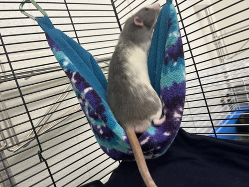RATATOUILLE