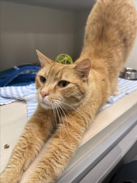 DUCT TAPE, Young Domestic Short Hair (medium coat), cat for adoption in Longmont, Colorado