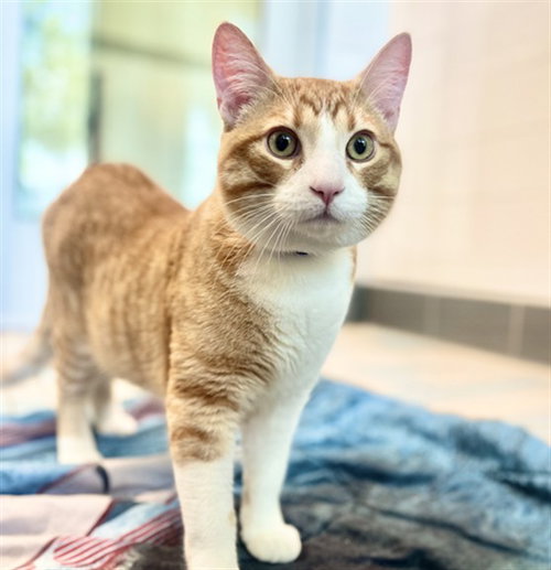 BOWIE