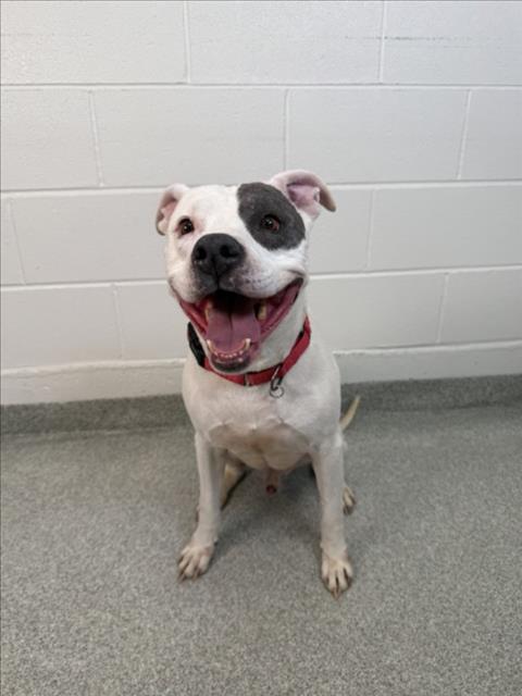BANDIT, an adoptable Pit Bull Terrier in Fort Collins, CO