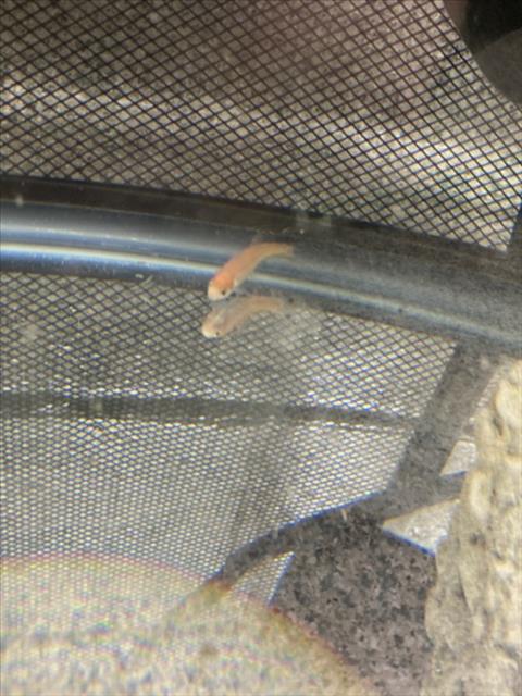 SHRIMP