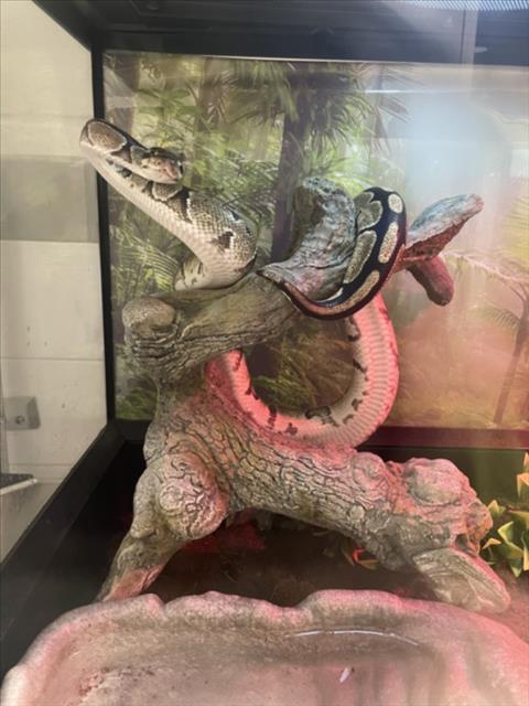 NOODLE