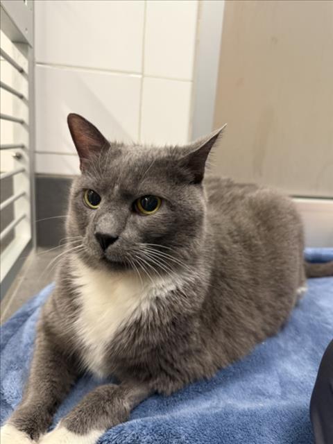 MAGGIE, Senior Domestic Short Hair (medium coat), cat for adoption in Thornton, Colorado