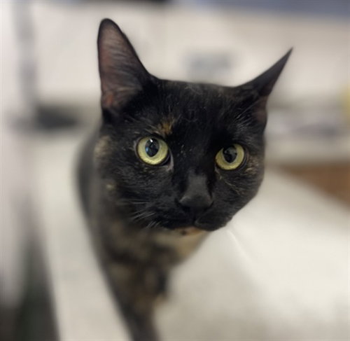 PRISCILLA