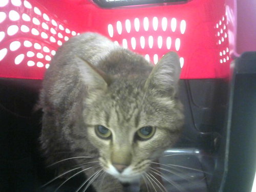 HENRY
