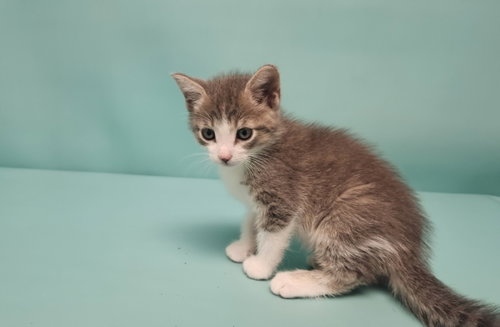 PAPAYA, Baby Domestic Short Hair (medium coat), cat for adoption in Northglenn, Colorado