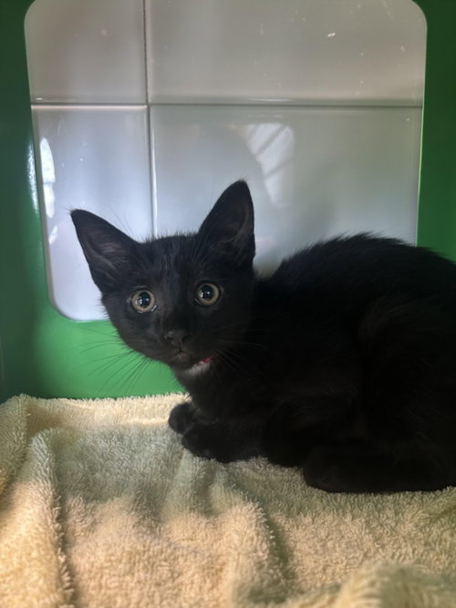 VERDI, Baby Domestic Short Hair (medium coat), cat for adoption in Northglenn, Colorado
