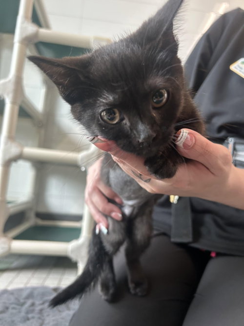 ROSITA, Baby Domestic Short Hair (medium coat), cat for adoption in Northglenn, Colorado