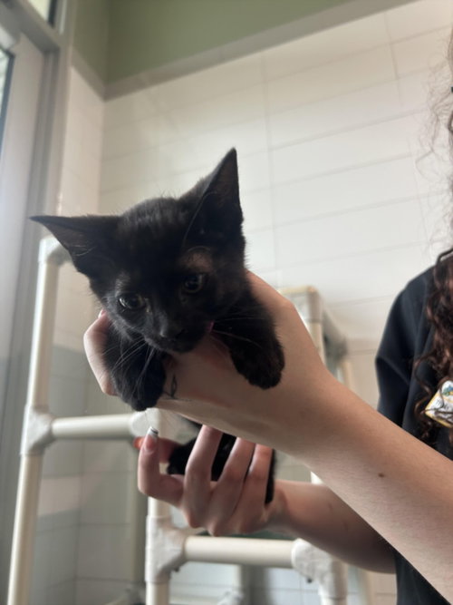 RITA, Baby Domestic Short Hair (medium coat), cat for adoption in Northglenn, Colorado