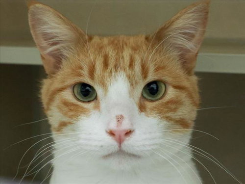 CHEETO PUFF, Adult Domestic Short Hair (medium coat), cat for adoption in Northglenn, Colorado