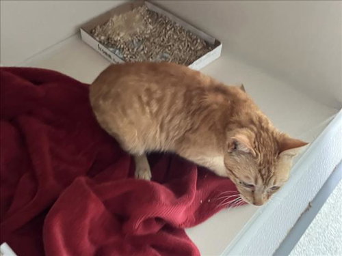 O'MALLEY, Young Domestic Short Hair (medium coat), cat for adoption in Westminster, Colorado