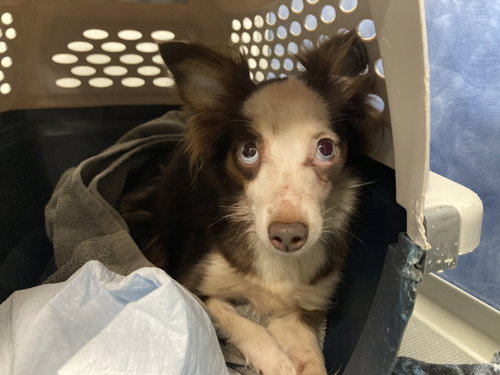 RICKETY CRICKET, an adoptable Chihuahua in Fort Collins, CO