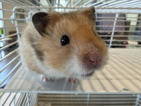 WILLOW