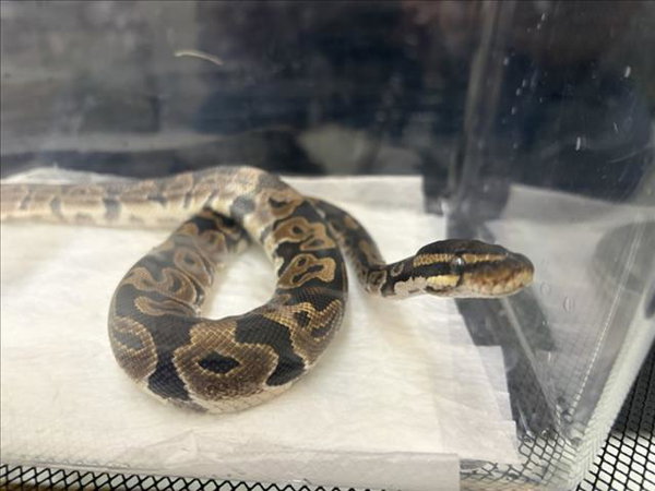 PRETZEL