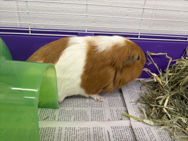 BERTRAM WEEKS