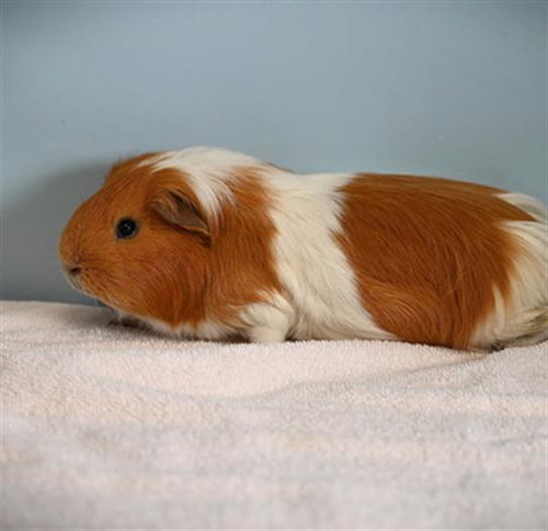 Bertram Weeks
