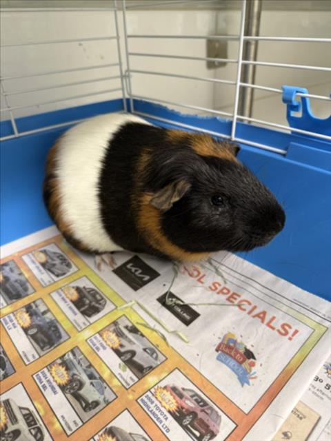 TOMMY, a guinea pig for adoption from Larimer Humane Society